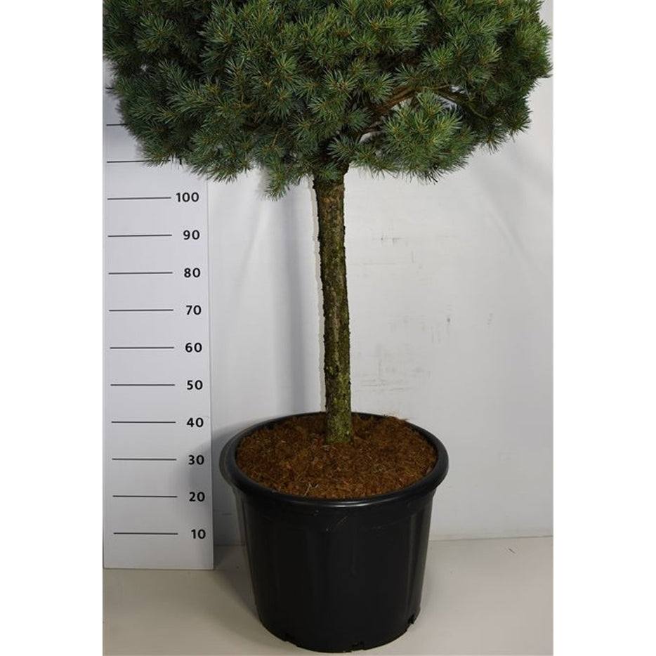 Tall – Pinus sylvestris 'Watereri' - C65 80 cm. Stam
